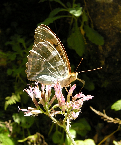 Argynnis pandora? - No, Argynnis paphia